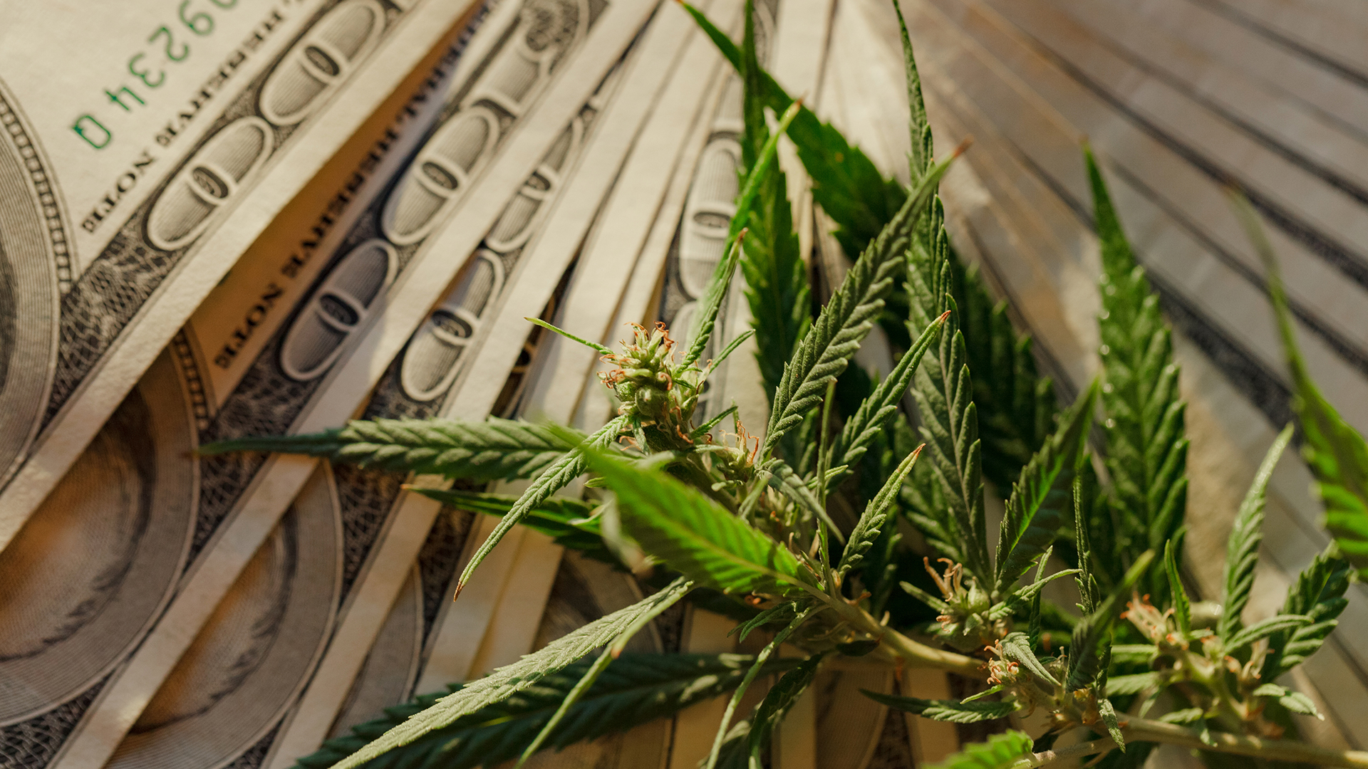 Read more about the article Banking Cannabis: Screening Safeguards for America’s  Top Banks
